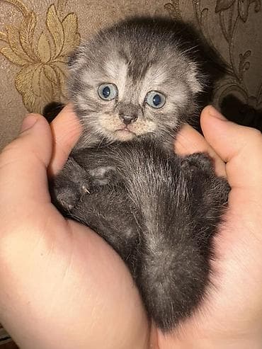 böyüməyən pişiklər: Şotland — 2