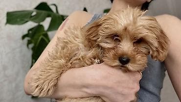 pomeran itleri: 3 ay, Dişi, Ünvandan götürmə — 2