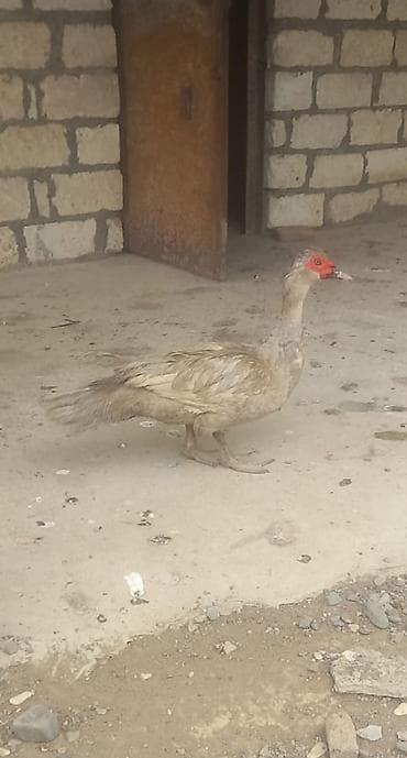 qoyun quzu satilir: Erkək, | Lal ördək, Damazlıq — 1