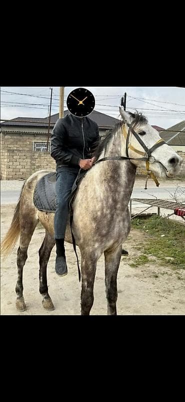 Satışda – boz rəngli minik atı - Rəng: boz (xallı tonlar) - Tip lalafo.az -da Satışda – boz rəngli minik atı - Rəng: boz (xallı tonlar) - Tip