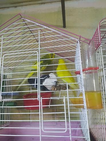 yarasa yuvası fiyatı: Salam cüt satıram qəfəs qarşlx 35 manat qiymət sondu ünvan qaracxuru — 2