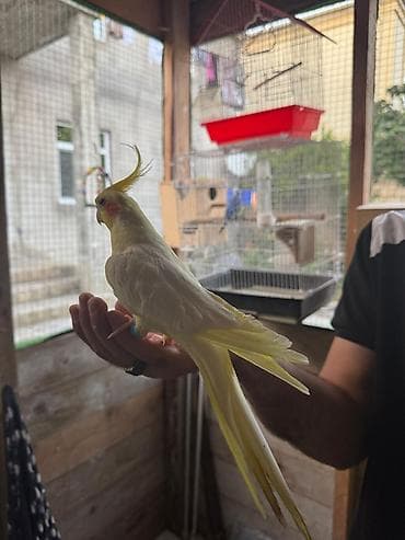 Korella quşu, açıq sarı rəngə, tüklü qızılı kəkilli başa və