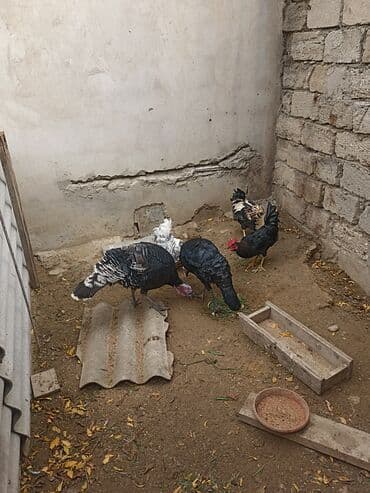 Inəklər, öküzlər: Dişi, Damazlıq — 8