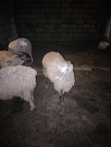 Keçi əti: Salam hər kəsə qurbanlıg quzular satılır hər çəkidə var 12kqnan 25kq — 2