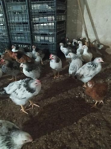 sican tələsi: Toyuq, Bresse, Yumurtalıq, Ünvandan götürmə — 2