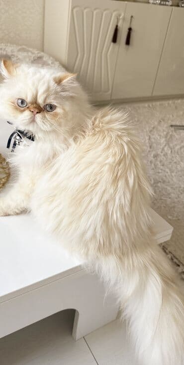 wotland pişiyi: Fars, Erkək, Cütləşmə üçün — 3