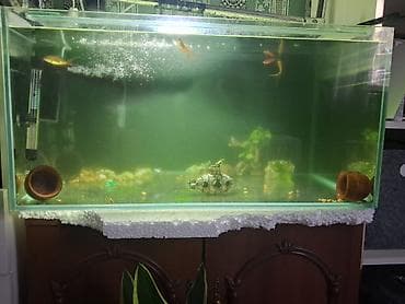 Dördbucaq akvarium, Balıqlarla birlikdə, 160 l lalafo.az -da Dördbucaq akvarium, Balıqlarla birlikdə, 160 l