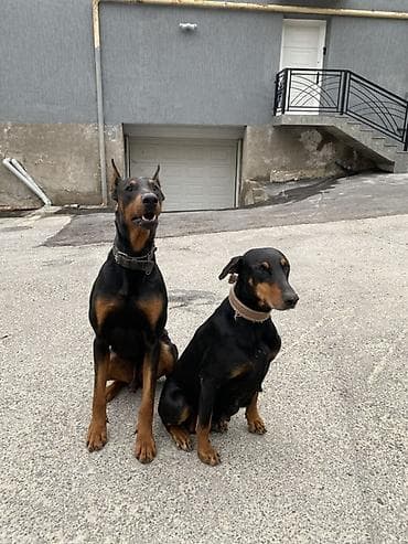 it satisi gence: Doberman, 1 ay, Dişi — 9
