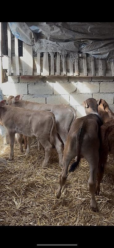 angus dana: Saf fransız mənşəli Limuzin cinsli buzovlar - Cins: Limuzin (ətlik — 8