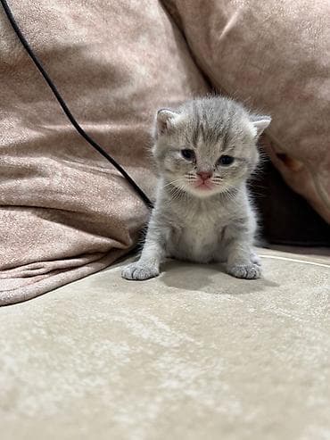 Britan, Erkək, Dişi