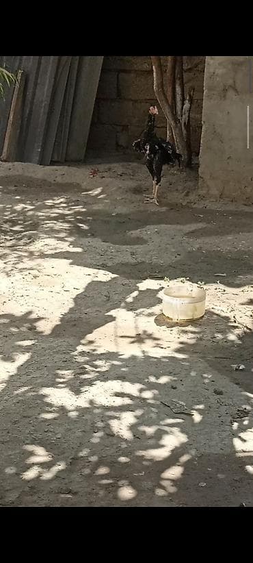 kullu xoruz: 4 ayndad şər yazmaqa Etyac yoxdu Atasnın döyüş vidyosu var - Uzun — 4