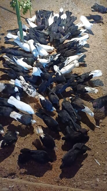 Məhsul: Qara-ağ rəng çalarlarında ev göyərçinləri qrupu Təsvir: -