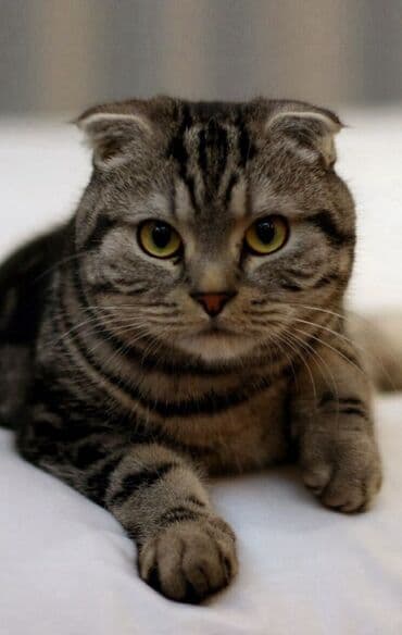 ucuz pişiy: Şotland yastı qulaq, Erkək, Yaxşı əllərə, Ödənişli çatdırılma — 1