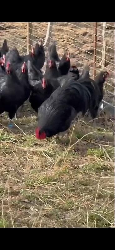 Quşlar: Astirolop toyuqları 11 eded satılır 2 xoruz 9 toyuq — 6