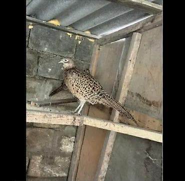 Цыплята: Məhsul: Qırmızı-qızılı rəngli erkək və ləkəli-qəhvəyi dişilərdən — 2