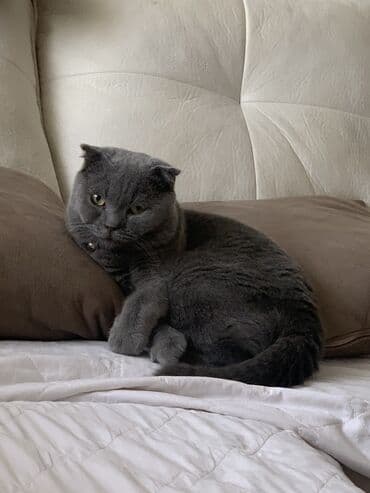 pişik cütleşdirmek: Şotland yastı qulaq, Erkək, Cütləşmə üçün — 4