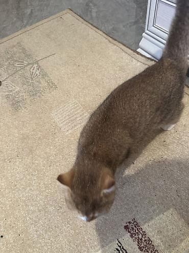 Digər heyvanlar: Britan — 3