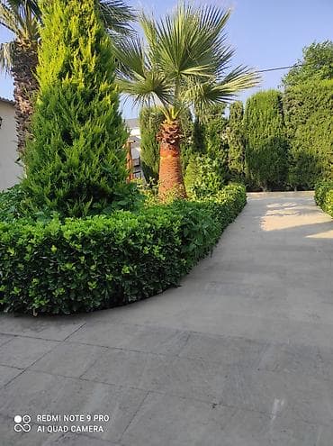 suni bitki: 🌴 Palma ağaclarının peşəkar təmizlənməsi və formaya salınması! 🌴 ✔ — 2