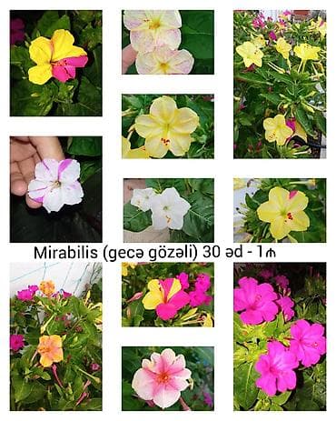 Gül və tərəvəz toxumları satılır. Əkim vaxtı mart-aprel-may ayları