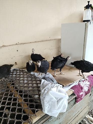 cins buzovlar: Hinduşka cücələri – qara lələklər, açıq rəngli baş və dimdik — 3