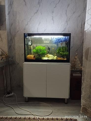 akvarium yumru: Akvaryum dəsti – şkaflı və tam işlək sistem salam her vaxtınız xeyir — 4