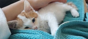 munchkin pişik: Котенок, 1.5 месяца, мальчик, глаза голубые, белый с рыжими — 3