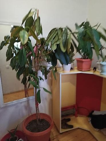 dekorativ bitkilər: Müxtəlif formalı yarpaqları olan dibçək bitkisi. Bəzi bitkilər iri — 4