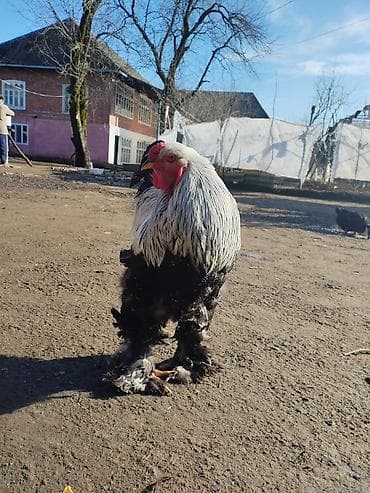 Dovşanlar: Brahma cinsi xoruz - Nadir dekorativ cins: iri gövdə, güclü skelet — 5