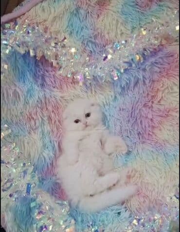 golden şinşilla: Şinşilla, Dişi — 4