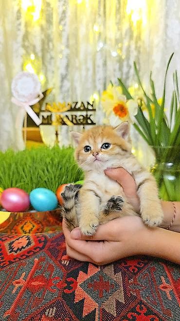 Quşlar: Qızıl şinşilla — 1