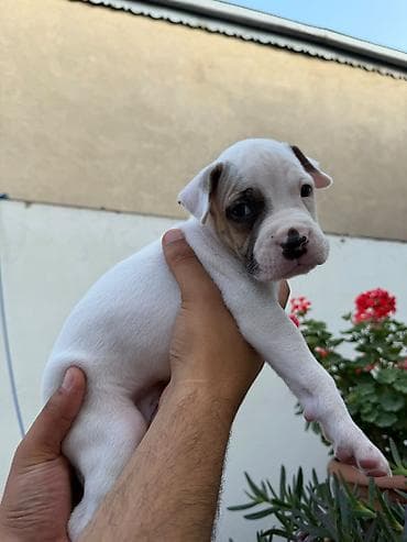 İtlər: Pitbul, 1 ay, Peyvəndli — 2