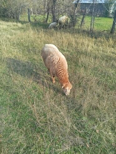 Dovşanlar: Məhsul: erkək quzular Təsvir: - Şəkillərdə dağ‑ətəyi otlaqda — 4