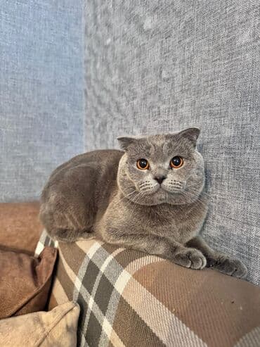 вислоухий шотландец купить: Шотладская вислоухая, Самец — 3