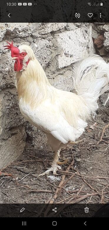 Ağ rəngli tek xoruz satılır sahibinden. ünvan Maştağa çatdırılma