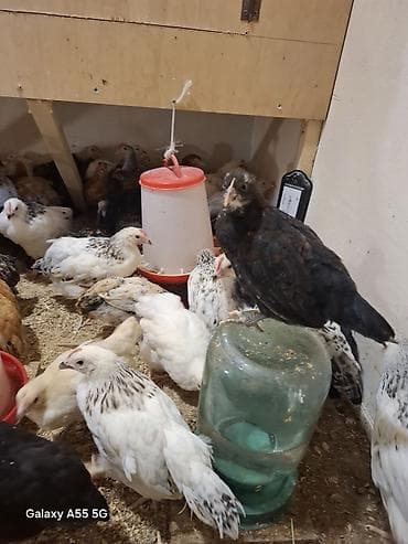 cücə satışı 2023: Toyuq cücələri, Ətlik — 2