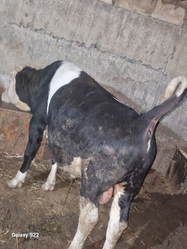 Inəklər, öküzlər: Satlıq: qaramal – erkək buzov/ dana - Növ: ətlik istiqamətli qarışıq — 10