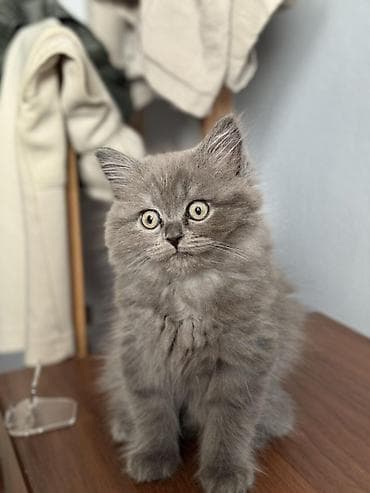 quba heyvanlar: Britan — 2