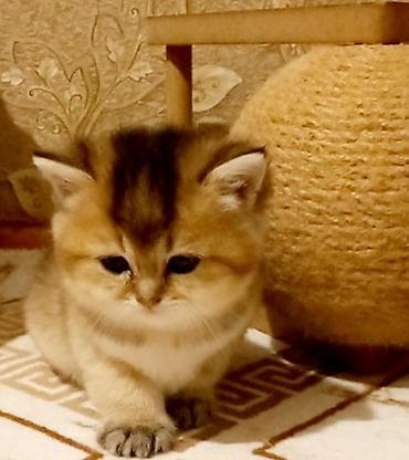 Pişiklər: Britan, Dişi, Yaxşı əllərə, Ünvandan götürmə — 2