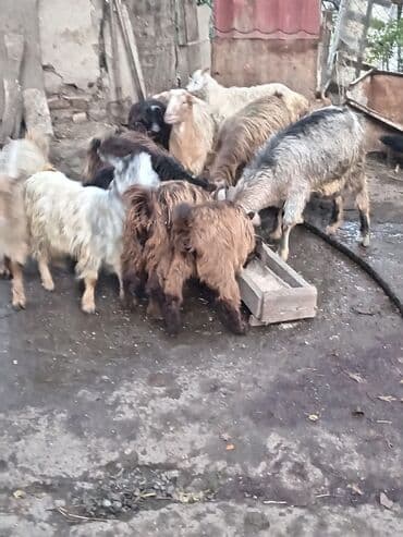 İtlər: 13 keçi tam saglam heyvadılar 2 s ana 11 çepis HAMSİ bi yerde 13 baş — 3