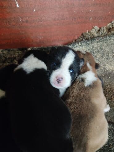 akita inu poklanjam: Xaski, 1 ay, Dişi — 10