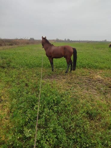 Gəmiricilər: Iksidə minik atıdı iksinində yorqası var normal - Rəng: qəhvəyi — 1