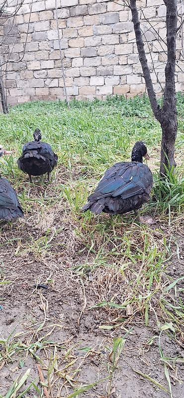 yuxuda ördek balası görmek: Lal ördekler xoruzlar 35 fere 30 manat — 8