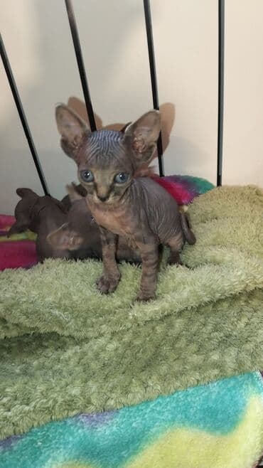 bala pişik adları: Sfinks, Erkək, Dişi, Ünvandan götürmə — 4