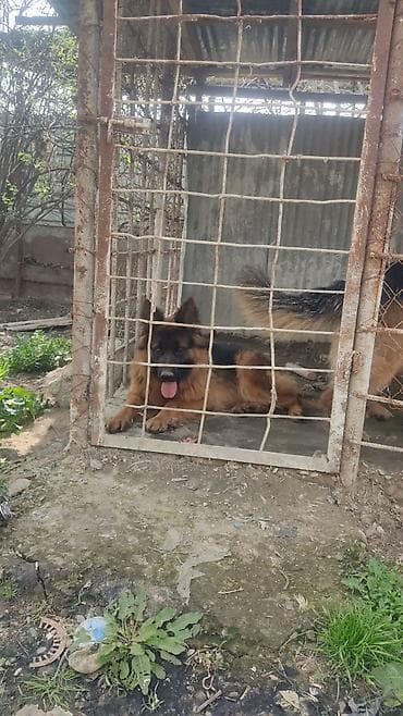 en boyuk itler: Alman çoban iti, Erkek — 5