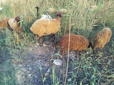 arpa toxumu satışı: Məhsul: Qoyun sürüsü 11 boğaz qoyun bir qoç 9bir qarın doğub 2si — 2