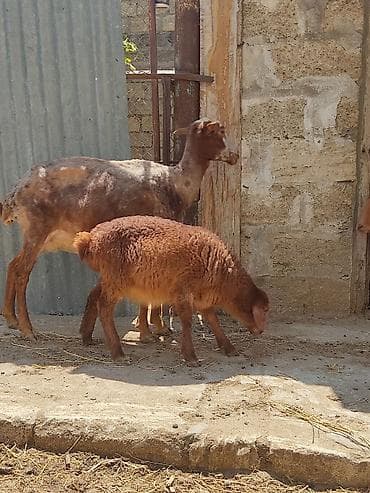 hindquşu balası: Anabala. qoyunlar quzular 3 ana 3 balla qiymet bir ana bir balaya — 4