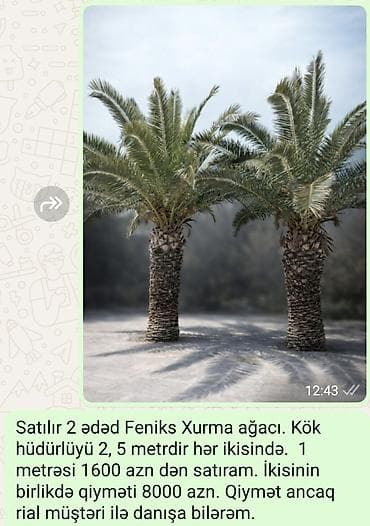 xurma məcunu: Xurma ağacı Feniks - dekorativ ağac kök hündürlüyü 2m 50sm tam — 2