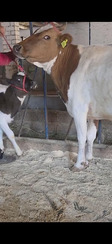 inek dana: Her saganda 6 lt sud verir birinci balasidi yanindaki — 5