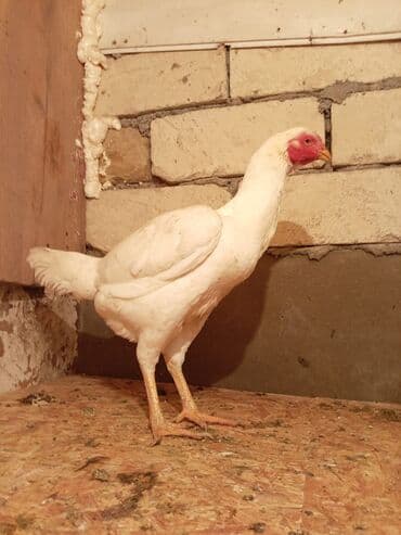 yumurtlayan toyuq satılır: Toyuq, Ətlik — 4