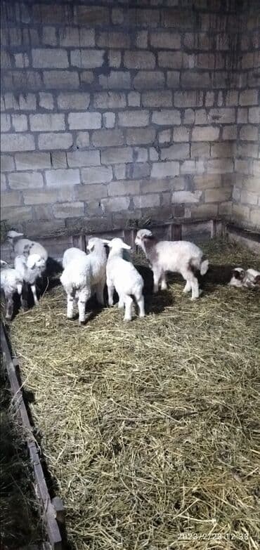 xacmazda torpaq satilir: 40 sot, Mülkiyyətçi, Kupça (Çıxarış) — 2